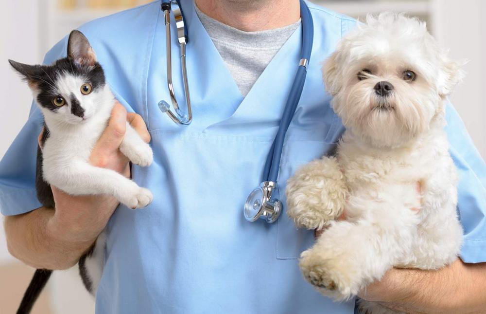 dog and cat veterinary